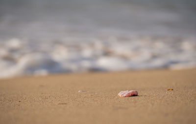 Close-up of shells on sand at beach against sky