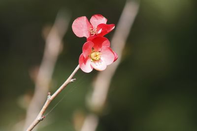 Close-up of pink flowering plant