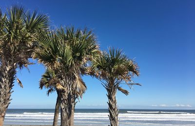 Palm tree by sea against blue sky