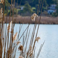 Close-up of stalks against calm lake