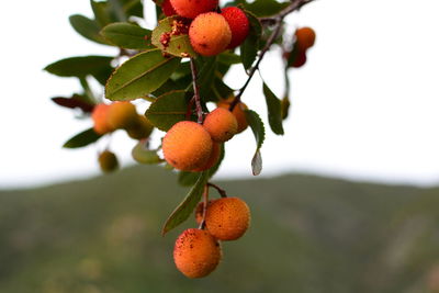Close-up of fruits on tree