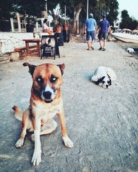 Portrait of dog on street in city