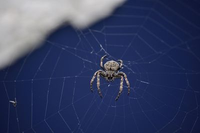 Close-up of spider on web