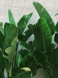 Close-up of green leaves on plant