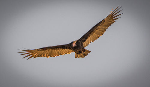 Low angle view of eagle flying against clear sky