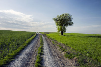 Dirt road amidst field against sky and single tree