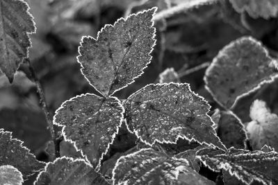 Close-up of frozen plant