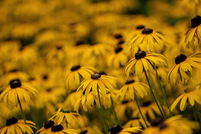 Close-up of yellow daisy flowers in field