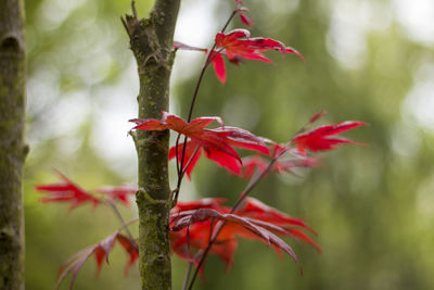 Close-up of red maple leaves on tree