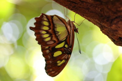 Close-up of butterfly pollinating flower