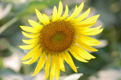 Close-up of sunflower