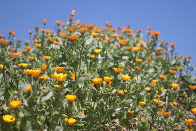 Close-up of yellow flowers growing on field