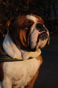 English bulldog