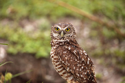 Adult burrowing owl athene cunicularia perched outside its burrow on marco island, florida