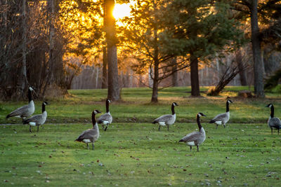 Birds on grassland against tree trunks