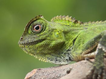 Close-up of lizard