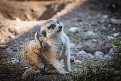 Meerkat sitting on field