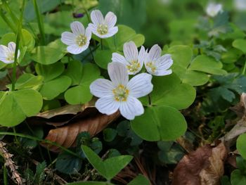 Close-up of flowers blooming outdoors
