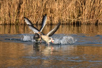 Duck swimming in lake