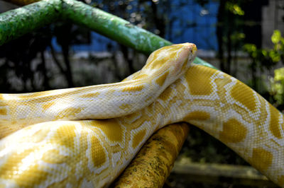 Close-up of a lizard