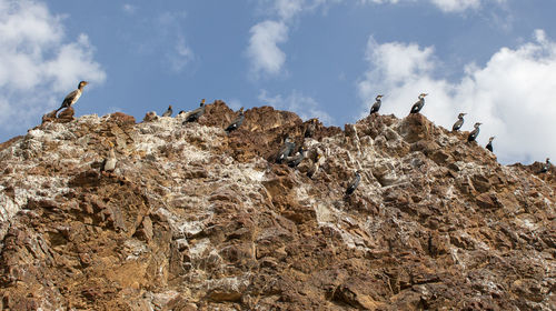 Low angle view of bird perching on rock