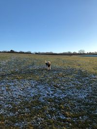 View of a sheep on a field