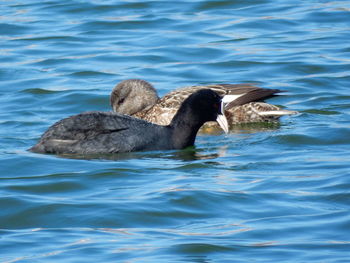 High angle view of ducks swimming in lake