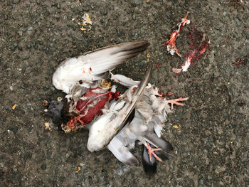 High angle view of dead animal on street