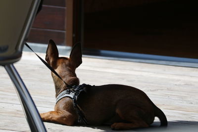 Dog sleeping in the window