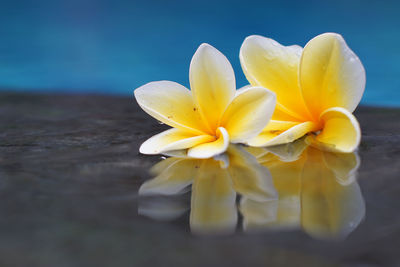 Beautiful white yellow frangipani flowers on the water