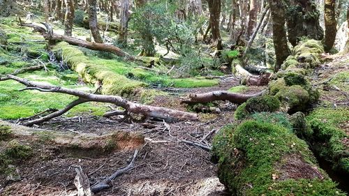 Trees growing in forest