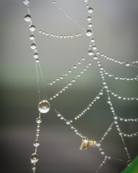 Close-up of water drops on spider web