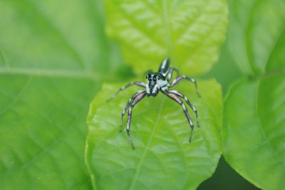 Close-up of spider on leaf