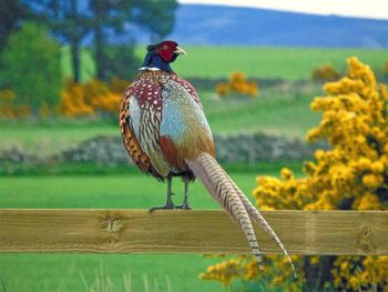 Pheasant on a fence