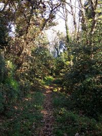 Trees in forest