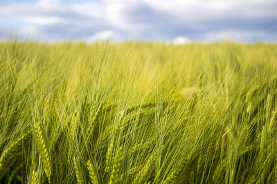 Close-up of stalks in field