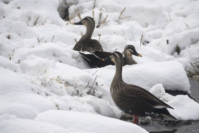 High angle view of spot-billed ducks on snow covered field