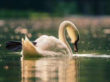 Swan swimming in lake
