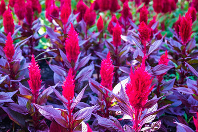 Close-up of red flowering plant