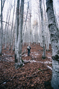 Rear view of person standing in forest during winter