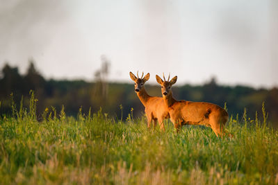 Deer in a field