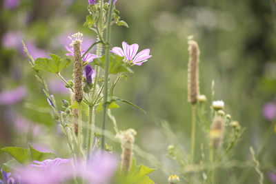 Close-up of thistle blooming outdoors