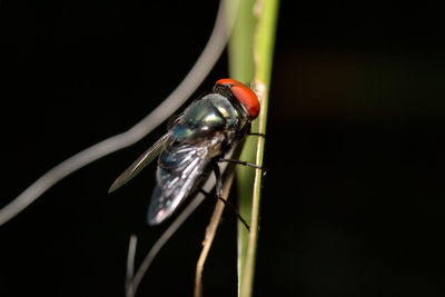 Close-up of insect on plant