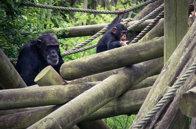 Chimps on climbing frame