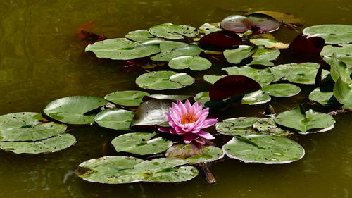 High angle view of lotus water lily in lake