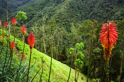 Red flowers growing on land