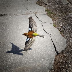 High angle view of bird flying