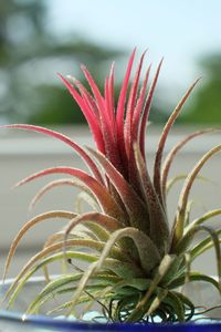 Close-up of red aloe vera plant