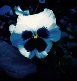 Close-up of purple flowers blooming outdoors