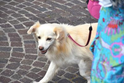 Dog on footpath